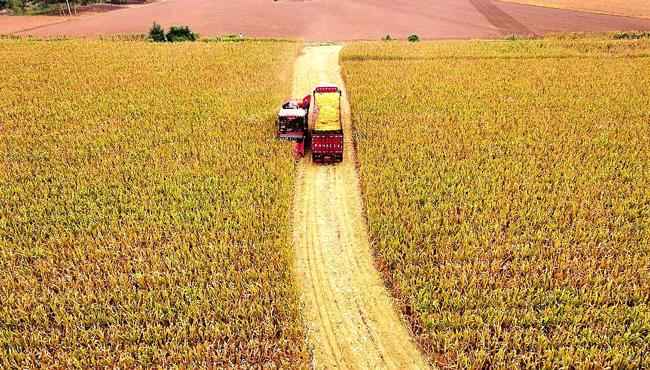 沃野流金季 收獲正當時——永城市2023年度高標準農田示范區迎來首個秋收季